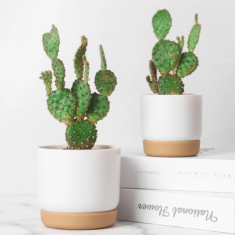 Double-Layer Self-Watering Succulent Plant Pot for Home Decor