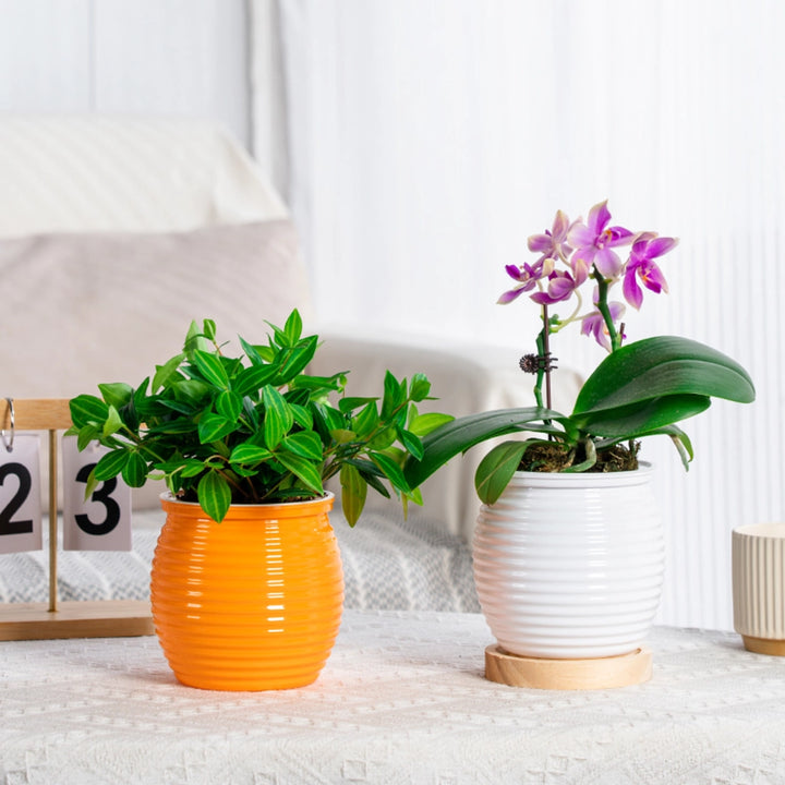 Self-Watering Succulent Flower Vase