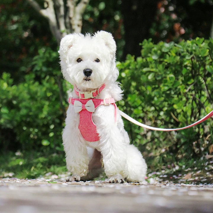 Adjustable Bowtie Collar, Leash, and Harness Set