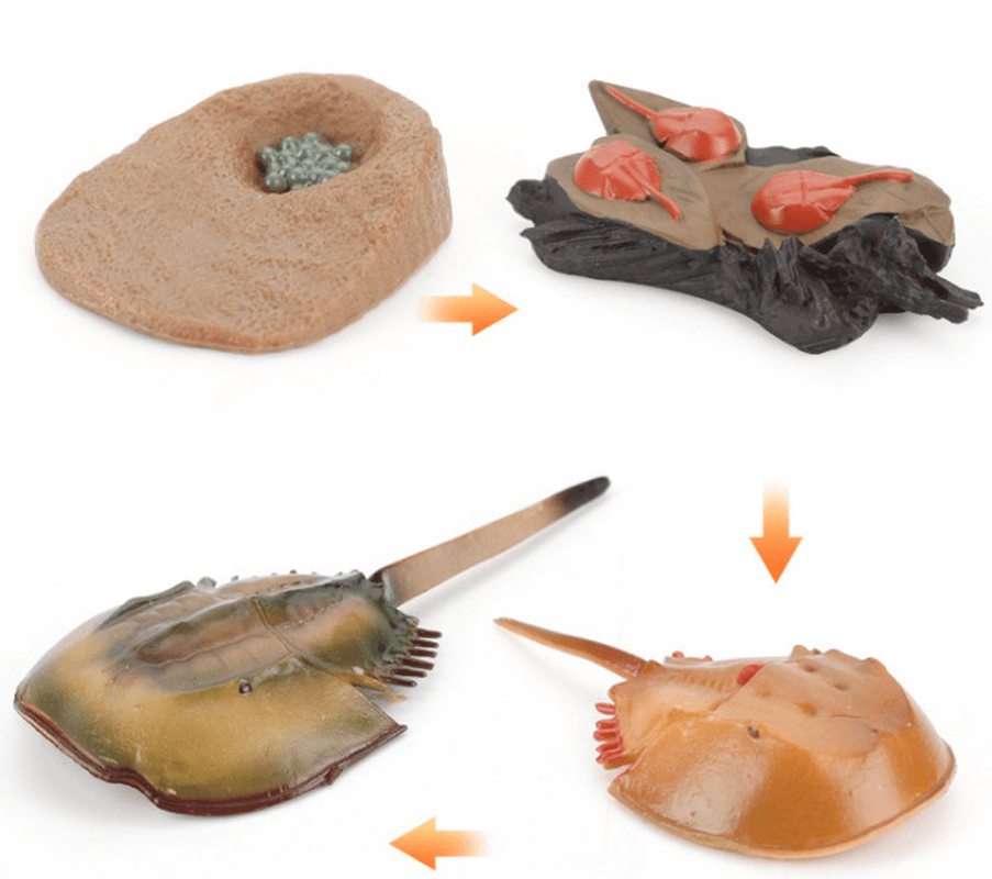 Children'S Cognitive Science and Education Simulation Insect Animal Growth Cycle Model - MRSLM