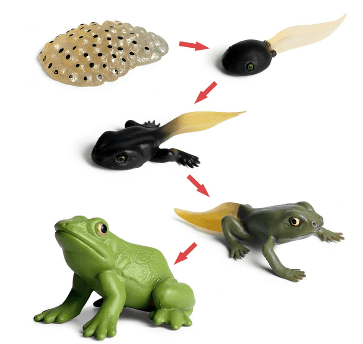 Simulation Animal Model Mini Frog Toy - MRSLM