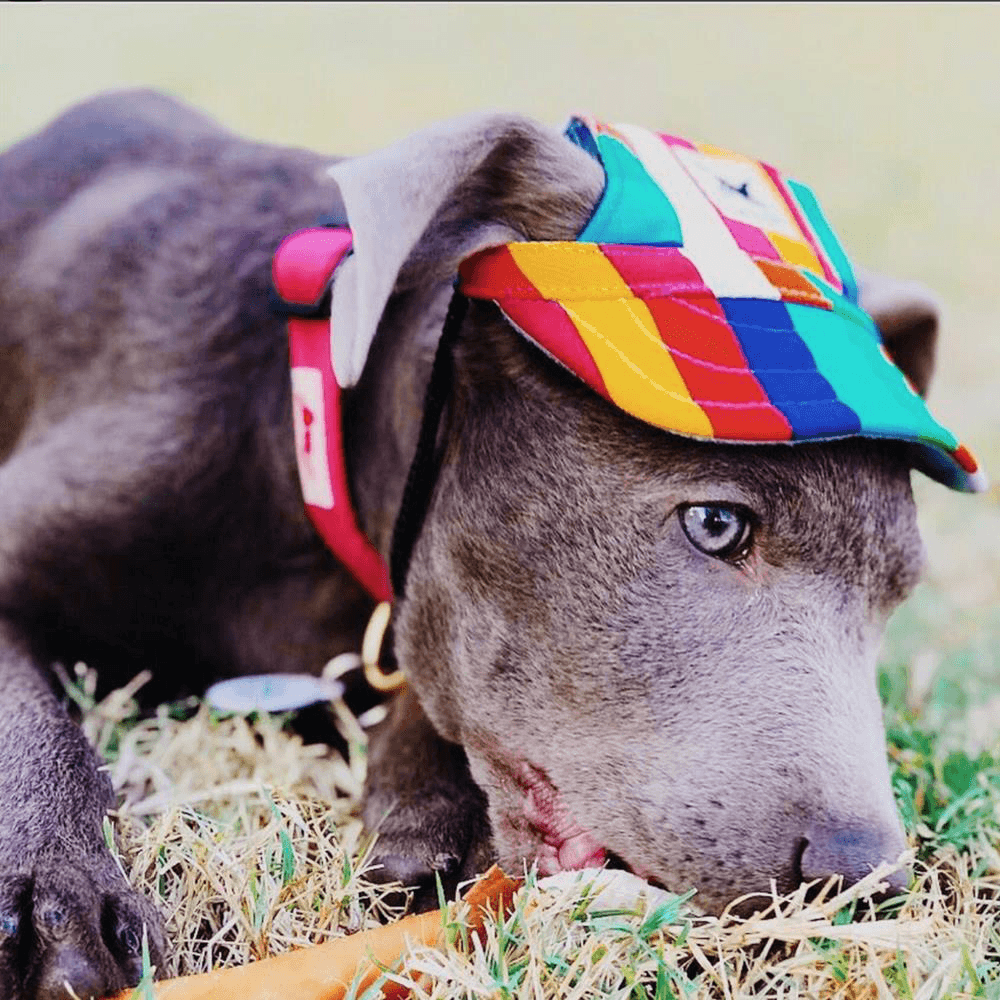 Summer Pet Dog Cute Print Cap Baseball Hat Small Dog Outdoor Hat Baseball Cap Pet Grooming Dog Hat Pets Accessories for Dogs Cats - MRSLM