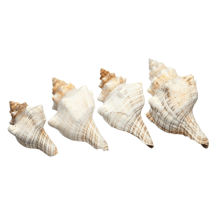 9-20Cm Natural Trumpet Sea Shells Conch Snails Home Ornament Decorations - MRSLM