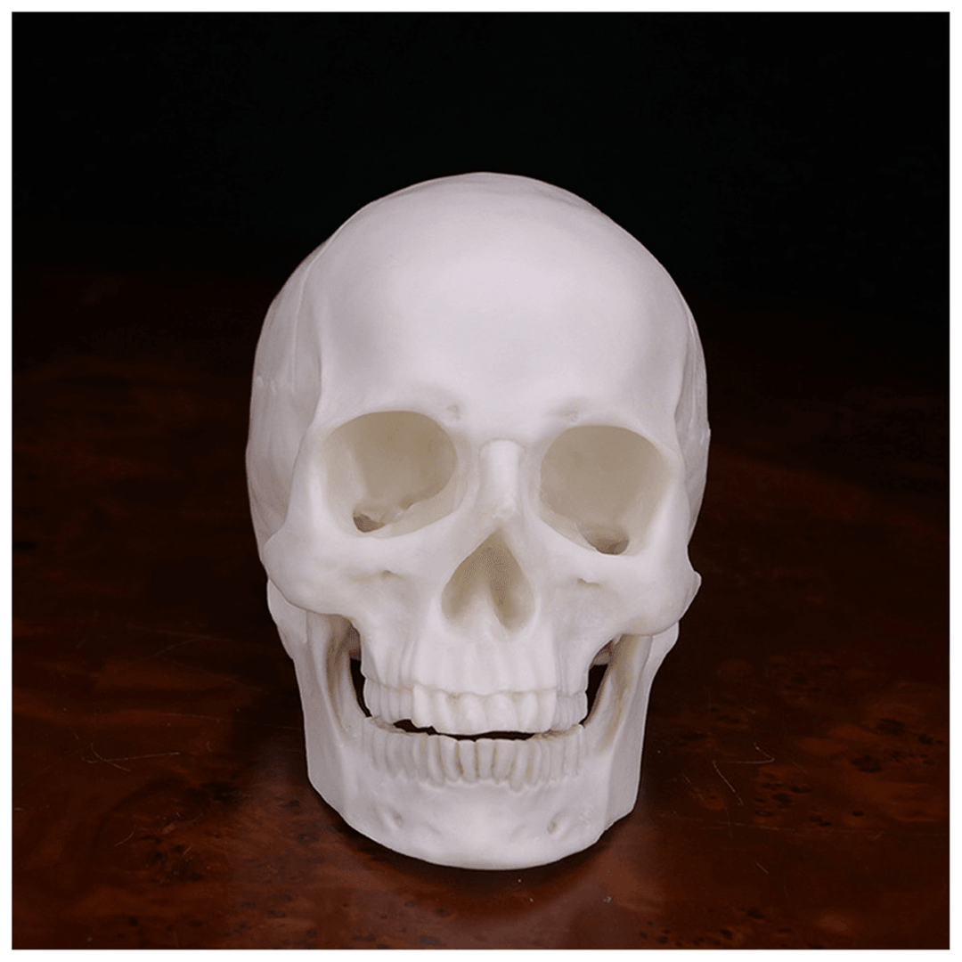 Human Skull Handmade Decoration Goth Halloween Decor Gift Souvenirs Ornament - MRSLM