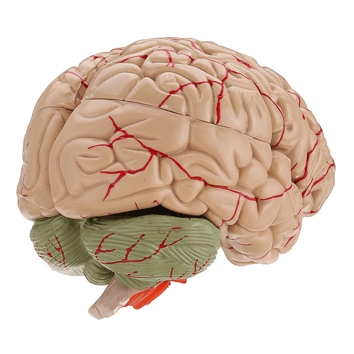 Life Size Human Brain Model W/ Arteries Medical Anatomical Cerebral Model Base Science Teaching 8 Parts - MRSLM