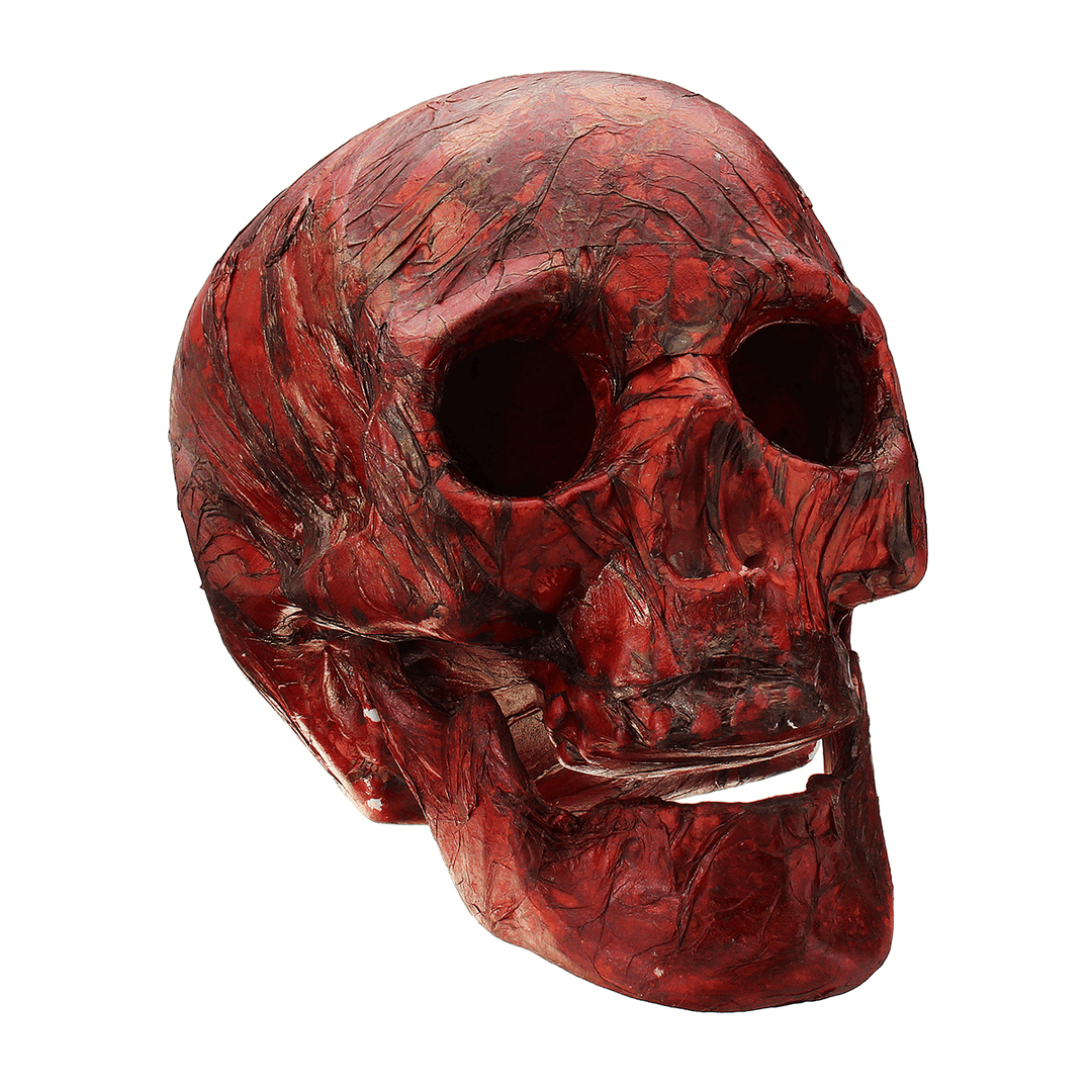 Halloween Human Skeleton Head Horror Scary Gothic Skull Prop Home Party Decorations - MRSLM