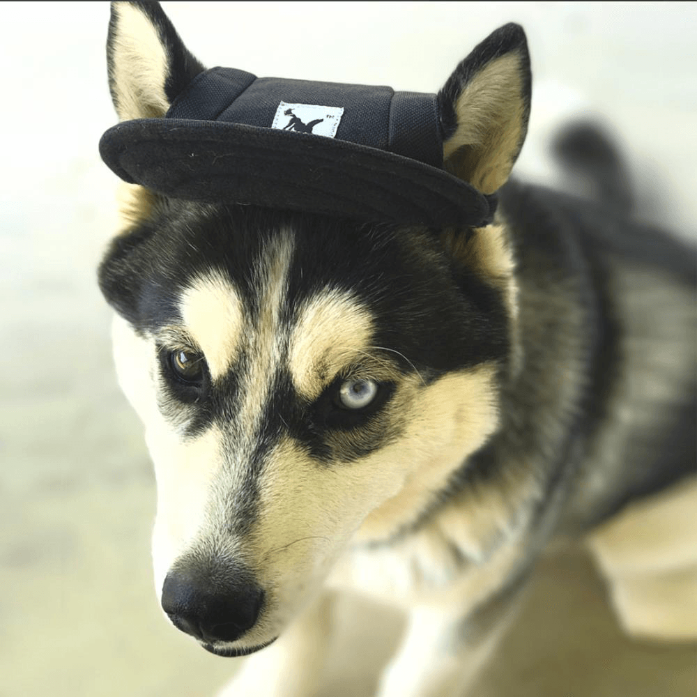 Summer Pet Dog Cute Print Cap Baseball Hat Small Dog Outdoor Hat Baseball Cap Pet Grooming Dog Hat Pets Accessories for Dogs Cats - MRSLM