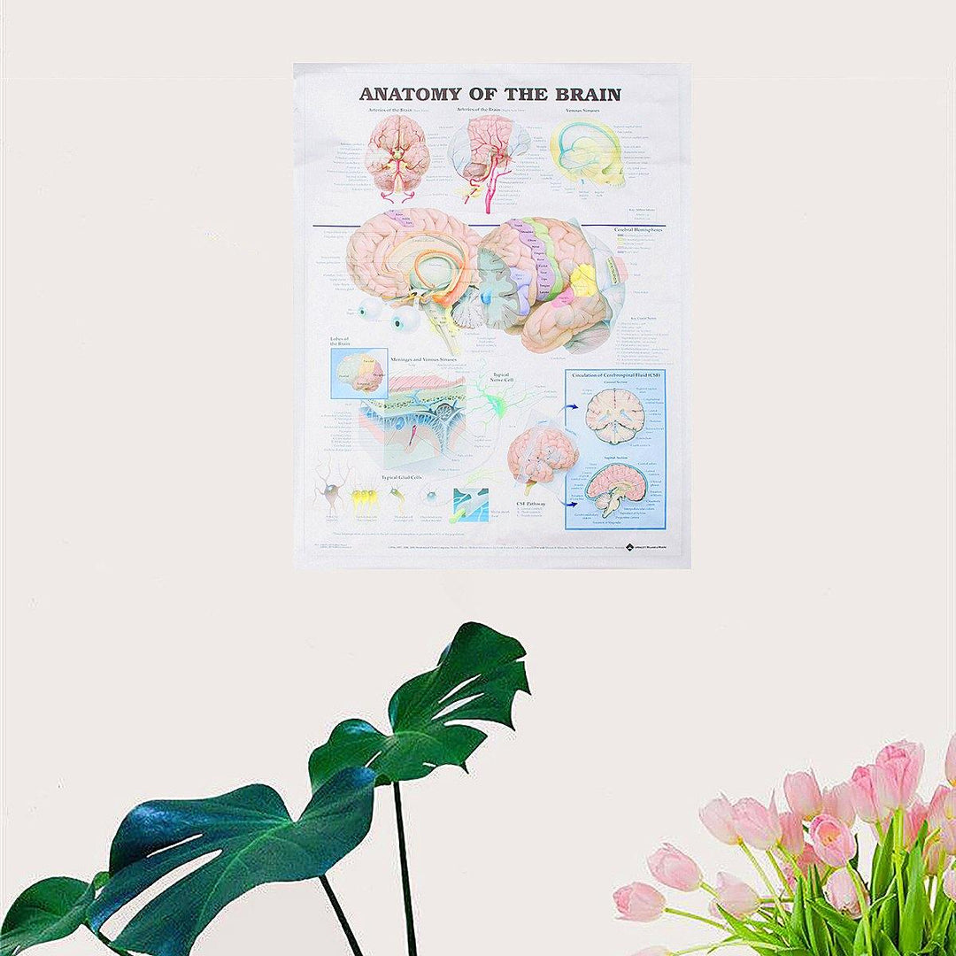 60x80cm Anatomy Of The Brain Poster Anatomical Silk Cloth Chart Human Body Midcal Educational Decor - MRSLM