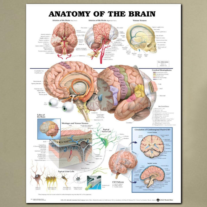 60x80cm Anatomy Of The Brain Poster Anatomical Silk Cloth Chart Human Body Midcal Educational Decor - MRSLM